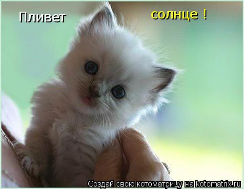 Пливет солнце !... Котоматрица: Пливет солнце !