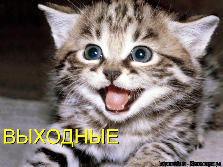 ВЫХОДНЫЕ... Котоматрица: ВЫХОДНЫЕ