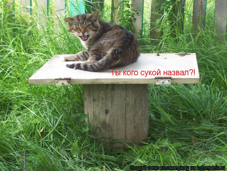 Ты кого сукой назвал?!... Котоматрица: Ты кого сукой назвал?!
