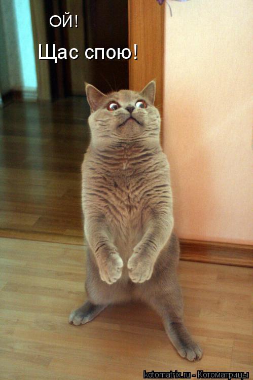 Щас спою! ОЙ!... Котоматрица: Щас спою! ОЙ!