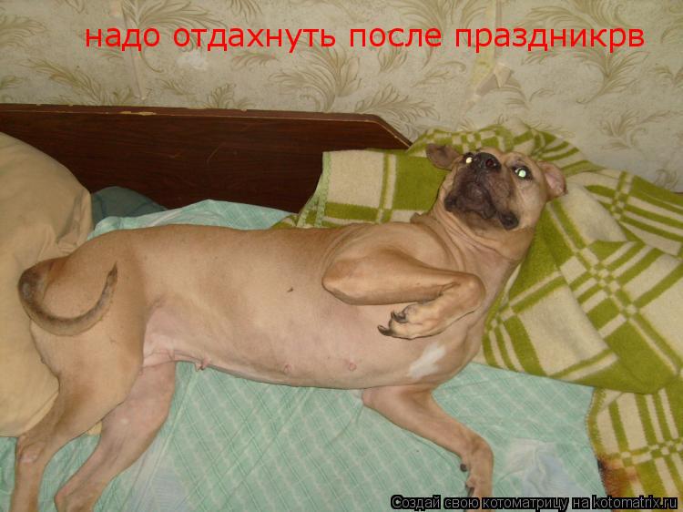надо отдахнуть после праздникрв... Котоматрица: надо отдахнуть после праздникрв
