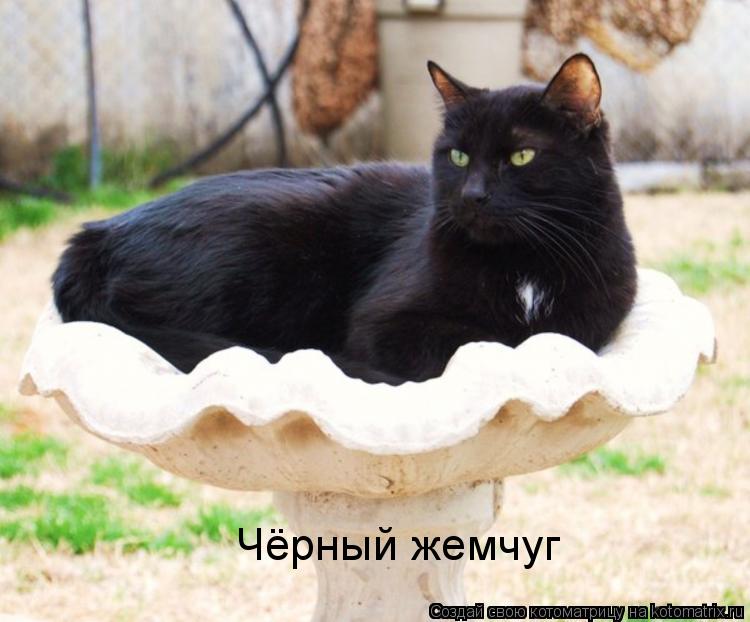Чёрный жемчуг... Котоматрица: Чёрный жемчуг