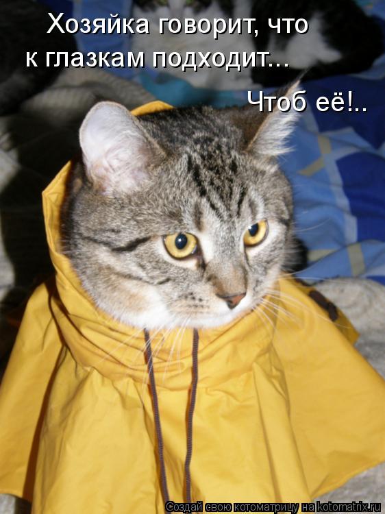 Хозяйка говорит, что к глазкам подходит... Чтоб её!..... Котоматрица: Хозяйка говорит, что к глазкам подходит... Чтоб её!..
