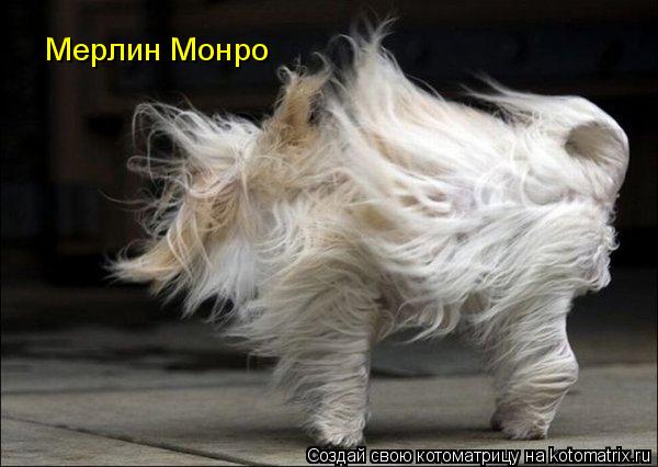 Мерлин Монро... Котоматрица: Мерлин Монро