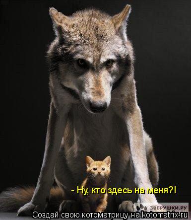 - Ну, кто здесь на меня?!... Котоматрица: - Ну, кто здесь на меня?!