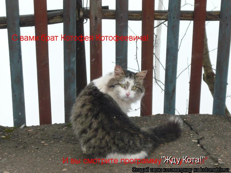 С вами брат Котофея Котофеевича! И вы смотрите программу "Жду Кота!" "Жду Кота!"... Котоматрица: С вами брат Котофея Котофеевича! И вы смотрите программу "Жду Кота!" "Жду Кота!"