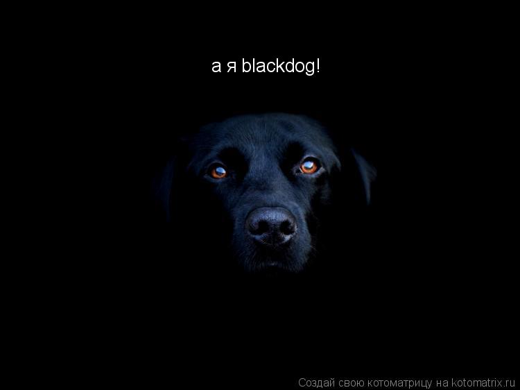 а я blackdog!... Котоматрица: а я blackdog!
