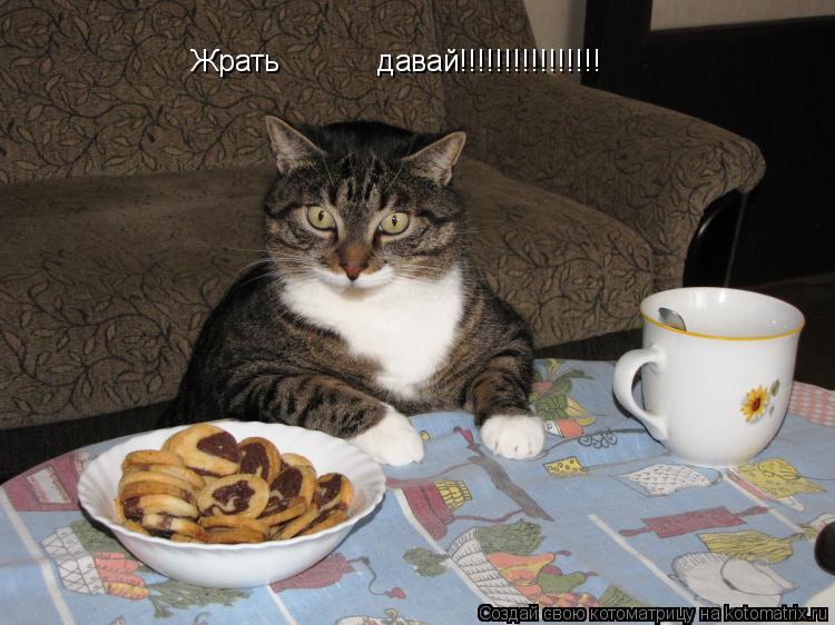 Жрать давай!!!!!!!!!!!!!!!!... Котоматрица: Жрать давай!!!!!!!!!!!!!!!!