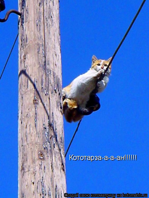 Кототарза-а-а-ан!!!!!!... Котоматрица: Кототарза-а-а-ан!!!!!!