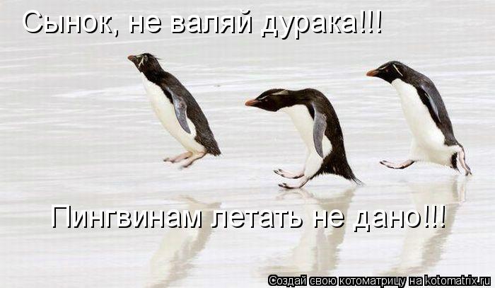 Сынок, не валяй дурака!!! Пингвинам летать не дано!!!... Котоматрица: Сынок, не валяй дурака!!! Пингвинам летать не дано!!!