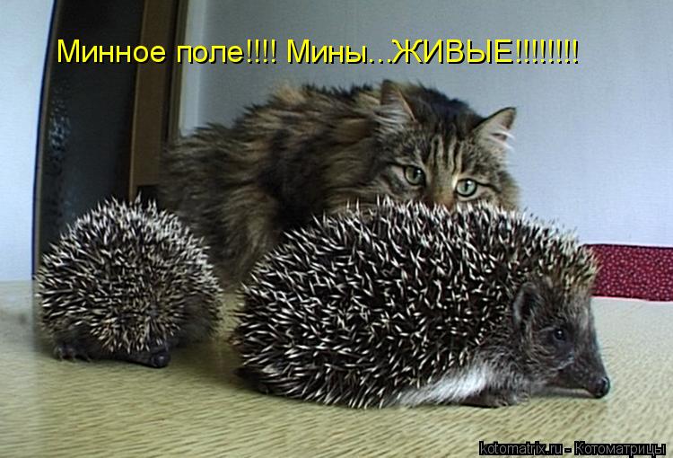 Минное поле!!!! Мины...ЖИВЫЕ!!!!!!!!... Котоматрица: Минное поле!!!! Мины...ЖИВЫЕ!!!!!!!!
