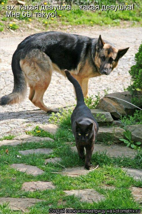 - ах, какая девушка... какая девушка! Мне бы такую!... Котоматрица: - ах, какая девушка... какая девушка! Мне бы такую!