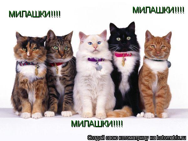МИЛАШКИ!!!! МИЛАШКИ!!!! МИЛАШКИ!!!!... Котоматрица: МИЛАШКИ!!!! МИЛАШКИ!!!! МИЛАШКИ!!!!