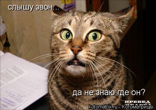 слышу звон... да не знаю где он?... Котоматрица: слышу звон... да не знаю где он?