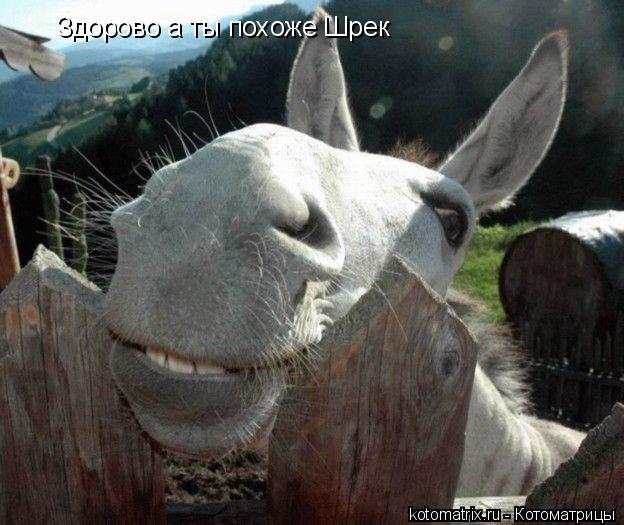 Здорово а ты похоже Шрек... Котоматрица: Здорово а ты похоже Шрек