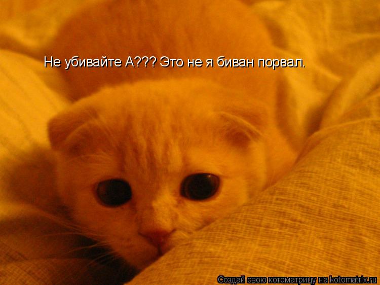 Не убивайте А??? Это не я биван порвал.... Котоматрица: Не убивайте А??? Это не я биван порвал.