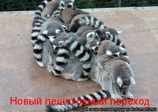 Новый пешеходный переход.... Котоматрица: Новый пешеходный переход.