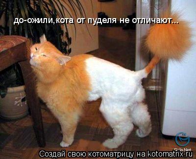 до-ожили,кота от пуделя не отличают...... Котоматрица: до-ожили,кота от пуделя не отличают...