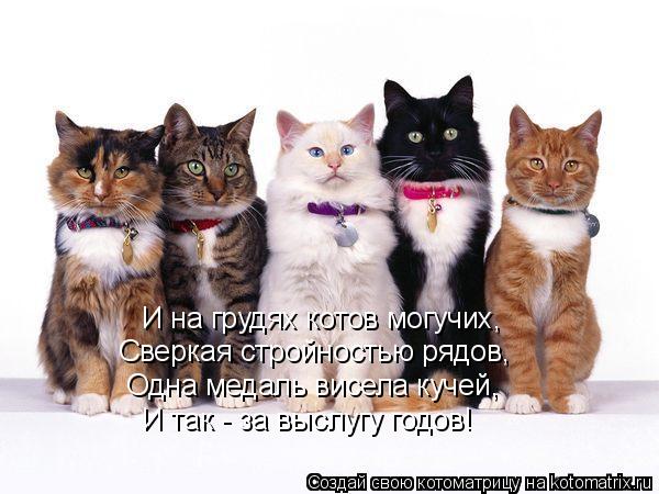 И на грудях котов могучих, Сверкая стройностью рядов, Одна медаль висела кучей, И так - за выслугу го... Котоматрица: И на грудях котов могучих, Сверкая стройностью рядов, Одна медаль висела кучей, И так - за выслугу годов!