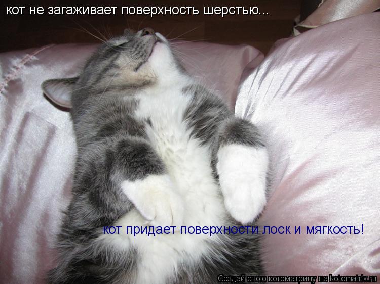 кот не загаживает поверхность шерстью... кот придает поверхности лоск и мягкость!... Котоматрица: кот не загаживает поверхность шерстью... кот придает поверхности лоск и мягкость!