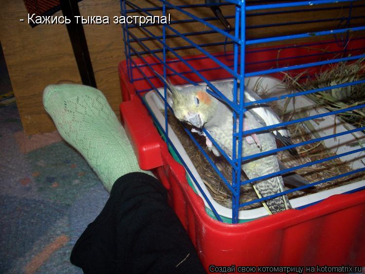 - Кажись тыква застряла!... Котоматрица: - Кажись тыква застряла!