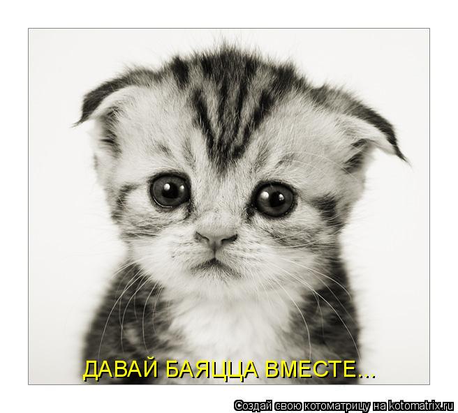 ДАВАЙ БАЯЦЦА ВМЕСТЕ...... Котоматрица: ДАВАЙ БАЯЦЦА ВМЕСТЕ...