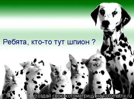 Котоматрица: Ребята, кто-то тут шпион ?