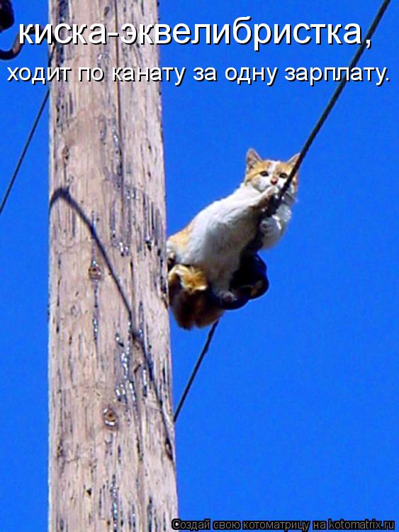 киска-эквелибристка, ходит по канату за одну зарплату.... Котоматрица: киска-эквелибристка, ходит по канату за одну зарплату.