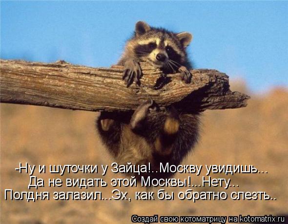 Котоматрица: -Ну и шуточки у Зайца!..Москву увидишь... Да не видать этой Москвы!...Нету... Полдня залазил...Эх, как бы обратно слезть..
