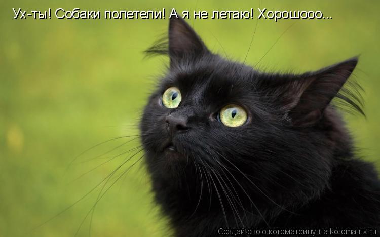 Ух-ты! Собаки полетели! А я не летаю! Хорошооо...... Котоматрица: Ух-ты! Собаки полетели! А я не летаю! Хорошооо...