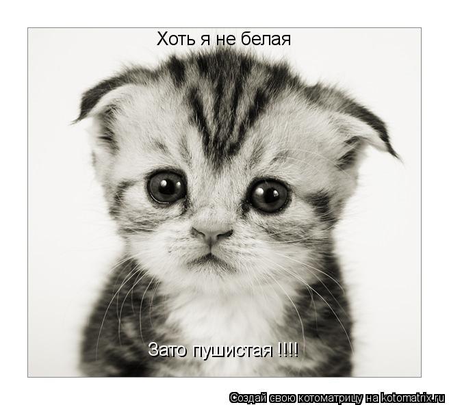 Хоть я не белая Зато пушистая !!!!... Котоматрица: Хоть я не белая Зато пушистая !!!!