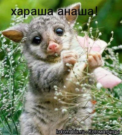 хараша анаша!... Котоматрица: хараша анаша!