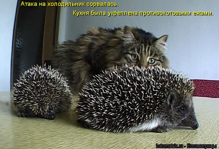 Кухня была укреплена противокотовыми ежами. Атака на холодильник сорвалась.... Котоматрица: Кухня была укреплена противокотовыми ежами. Атака на холодильник сорвалась.