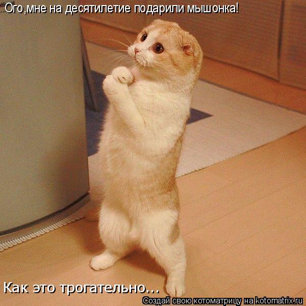 Ого,мне на десятилетие подарили мышонка! Как это трогательно...... Котоматрица: Ого,мне на десятилетие подарили мышонка! Как это трогательно...