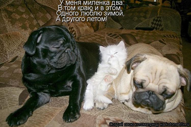 У меня миленка два: В том краю и в этом. Одного люблю зимой, А другого летом!... Котоматрица: У меня миленка два: В том краю и в этом. Одного люблю зимой, А другого летом!