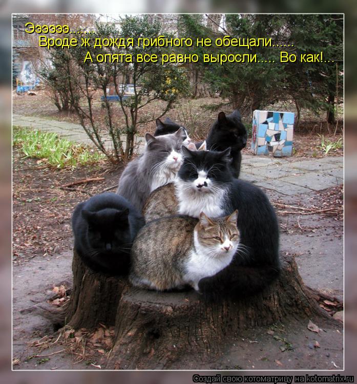 Ээээээ....... Вроде ж дождя грибного не обещали...... А опята все равно выросли..... Во как!...... Котоматрица: Ээээээ....... Вроде ж дождя грибного не обещали...... А опята все равно выросли..... Во как!...