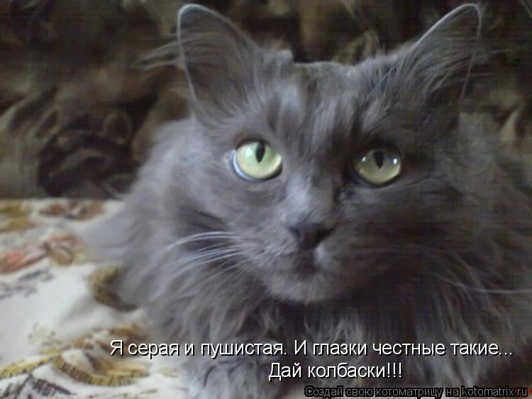 Я серая и пушистая. И глазки честные такие... Дай колбаски!!!... Котоматрица: Я серая и пушистая. И глазки честные такие... Дай колбаски!!!