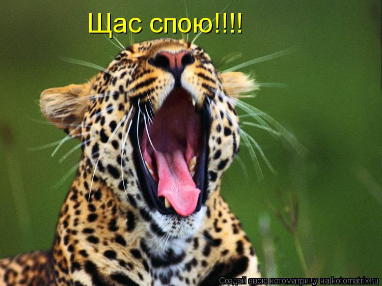 Щас спою!!!!... Котоматрица: Щас спою!!!!