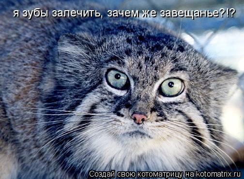 я зубы залечить, зачем же завещанье?!?... Котоматрица: я зубы залечить, зачем же завещанье?!?