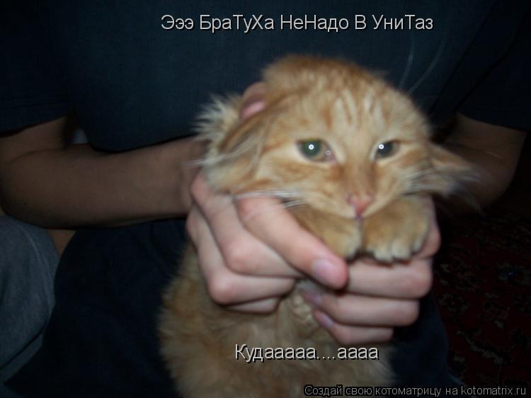 Эээ БраТуХа НеНадо В УниТаз Кудааааа....аааа... Котоматрица: Эээ БраТуХа НеНадо В УниТаз Кудааааа....аааа