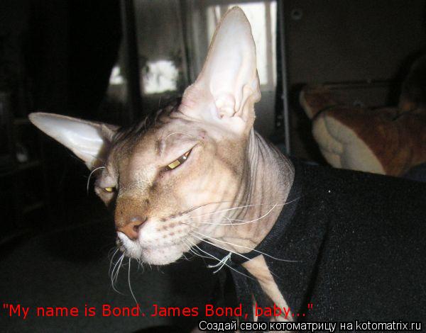 Котоматрица: "My name is Bond. James Bond, baby..."