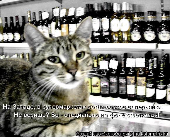 На Западе, в супермаркетах сотни сортов валерьянки. Не веришь? Во - специально на фоне сфоткался!... Котоматрица: На Западе, в супермаркетах сотни сортов валерьянки. Не веришь? Во - специально на фоне сфоткался!