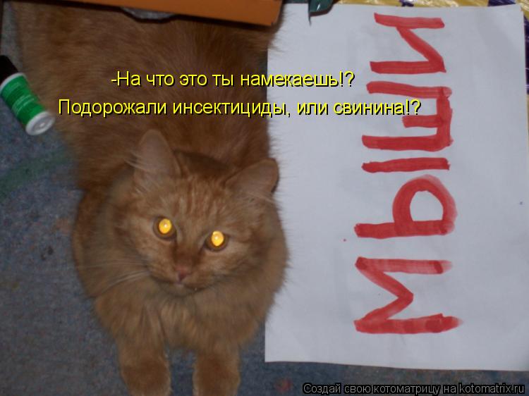 -На что это ты намекаешь!? Подорожали инсектициды, или свинина!?... Котоматрица: -На что это ты намекаешь!? Подорожали инсектициды, или свинина!?