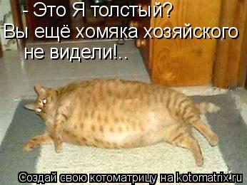 - Это Я толстый? Вы ещё хомяка хозяйского не видели!..... Котоматрица: - Это Я толстый? Вы ещё хомяка хозяйского не видели!..