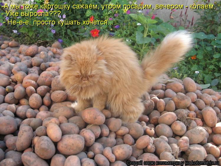 -А мы тоже картошку сажаем, утром посадим, вечером - копаем. - Уже выросла??? - Не-е-е, просто кушат... Котоматрица: -А мы тоже картошку сажаем, утром посадим, вечером - копаем. - Уже выросла??? - Не-е-е, просто кушать хочется...