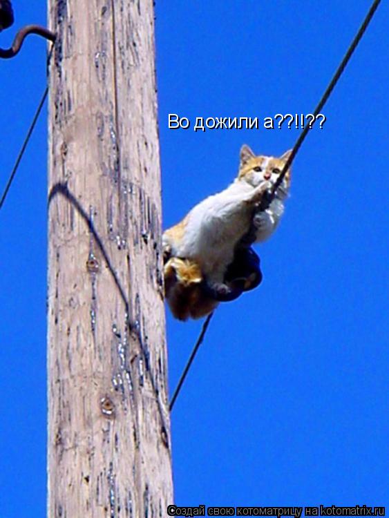 Во дожили а??!!??... Котоматрица: Во дожили а??!!??