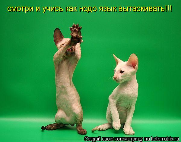 смотри и учись как нодо язык вытаскивать!!!... Котоматрица: смотри и учись как нодо язык вытаскивать!!!