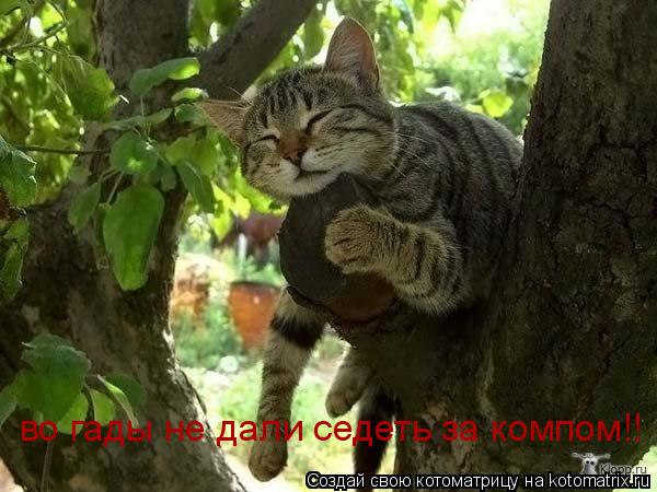 во гады не дали седеть за компом!!... Котоматрица: во гады не дали седеть за компом!!