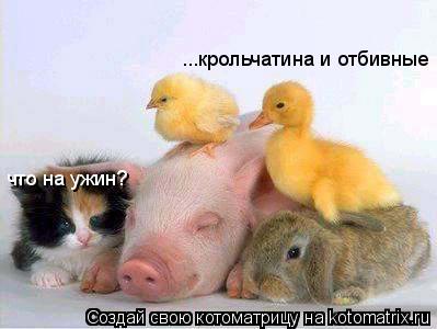 что на ужин? ...крольчатина и отбивные... Котоматрица: что на ужин? ...крольчатина и отбивные