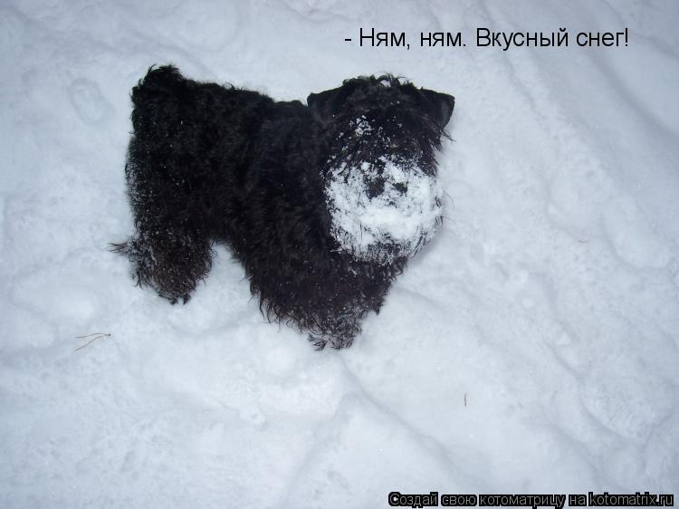 - Ням, ням. Вкусный снег!... Котоматрица: - Ням, ням. Вкусный снег!